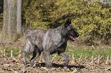 BOUVIER DES ARDENNES 288